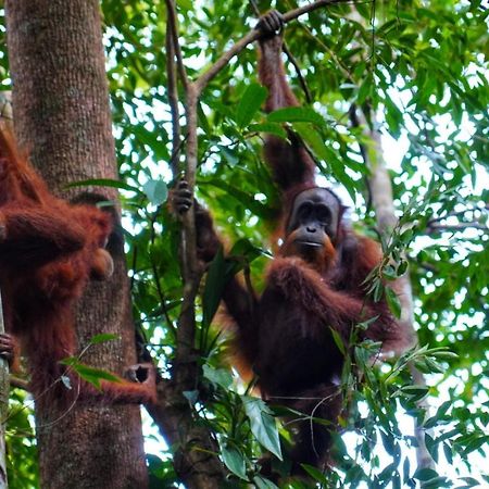 Sumatra Orangutan Discovery Villa بوكيت لاوانج المظهر الخارجي الصورة