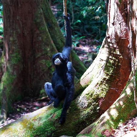 Sumatra Orangutan Discovery Villa بوكيت لاوانج المظهر الخارجي الصورة