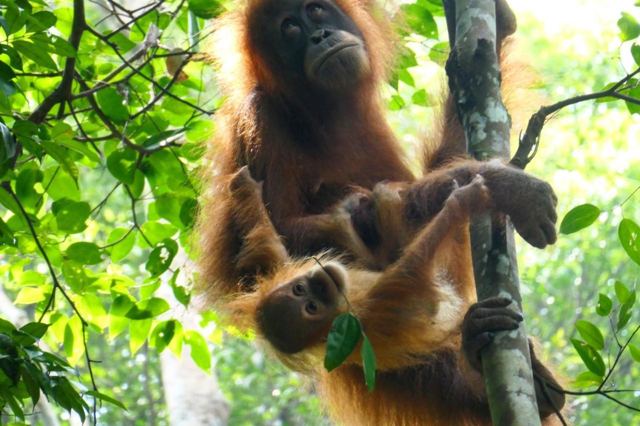 Sumatra Orangutan Discovery Villa بوكيت لاوانج المظهر الخارجي الصورة