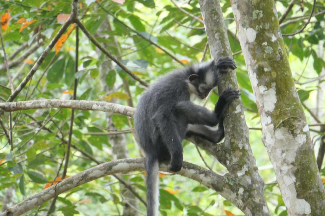 Sumatra Orangutan Discovery Villa بوكيت لاوانج المظهر الخارجي الصورة