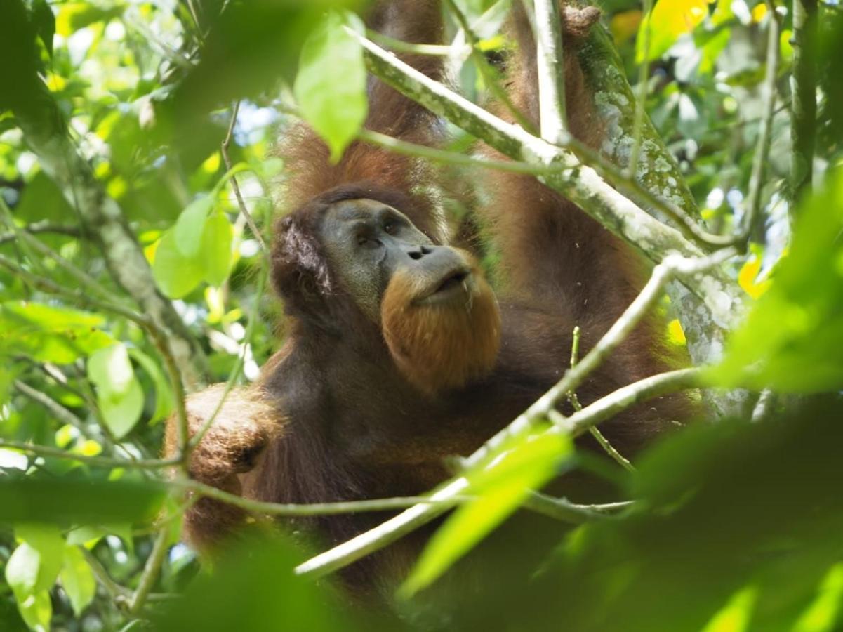 Sumatra Orangutan Discovery Villa بوكيت لاوانج المظهر الخارجي الصورة