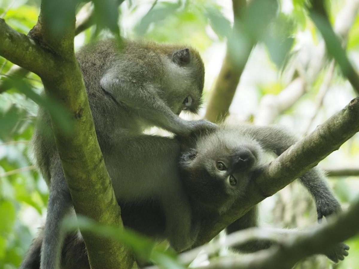 Sumatra Orangutan Discovery Villa بوكيت لاوانج المظهر الخارجي الصورة