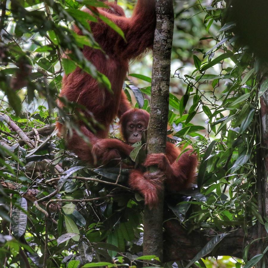 Sumatra Orangutan Discovery Villa بوكيت لاوانج المظهر الخارجي الصورة