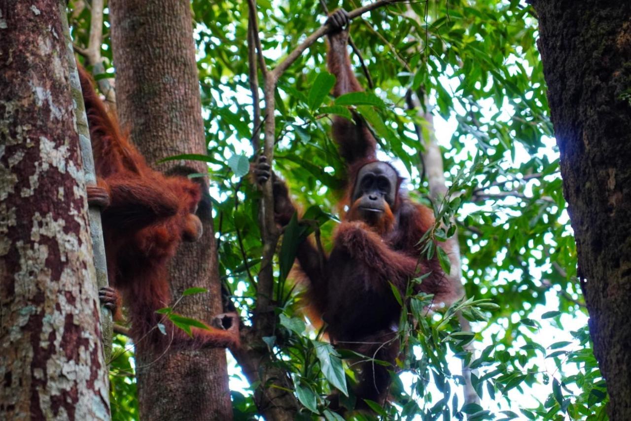 Sumatra Orangutan Discovery Villa بوكيت لاوانج المظهر الخارجي الصورة