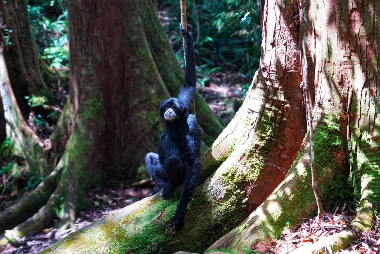 Sumatra Orangutan Discovery Villa بوكيت لاوانج المظهر الخارجي الصورة